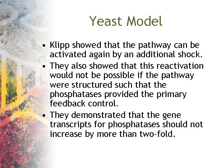 Yeast Model • Klipp showed that the pathway can be activated again by an