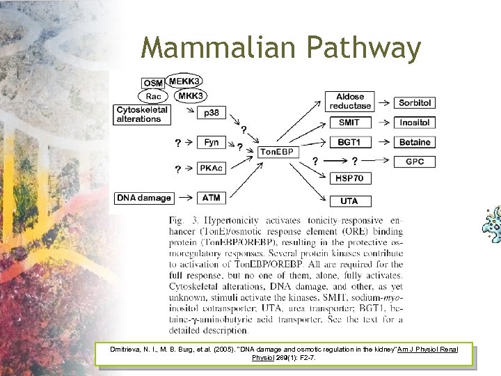 Mammalian Pathway Dmitrieva, N. I. , M. B. Burg, et al. (2005). "DNA damage