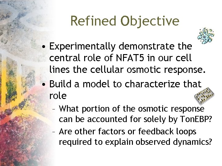 Refined Objective • Experimentally demonstrate the central role of NFAT 5 in our cell