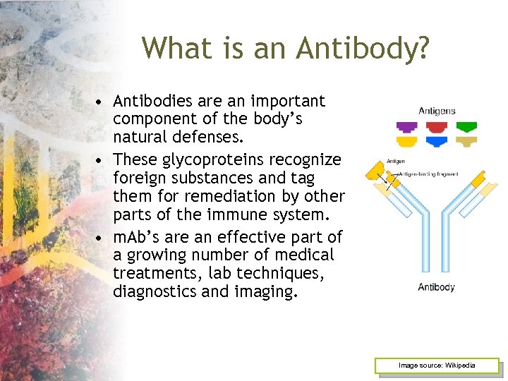 What is an Antibody? • Antibodies are an important component of the body’s natural