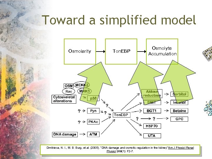 Toward a simplified model Osmolarity Ton. EBP Osmolyte Accumulation Dmitrieva, N. I. , M.