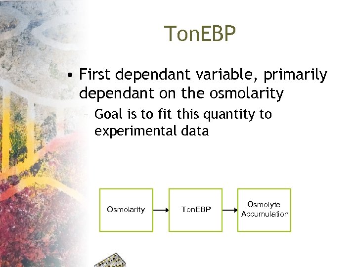 Ton. EBP • First dependant variable, primarily dependant on the osmolarity – Goal is