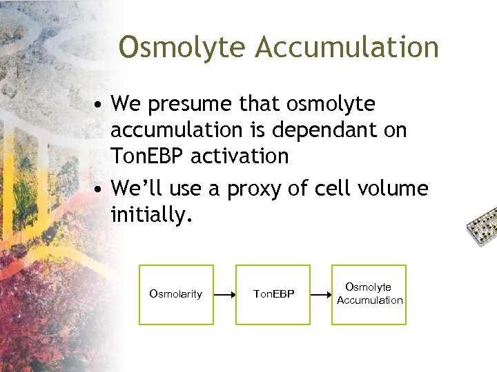 Osmolyte Accumulation • We presume that osmolyte accumulation is dependant on Ton. EBP activation