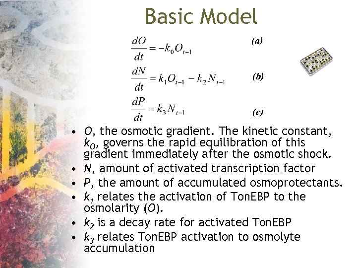 Basic Model (a) (b) (c) • O, the osmotic gradient. The kinetic constant, k.