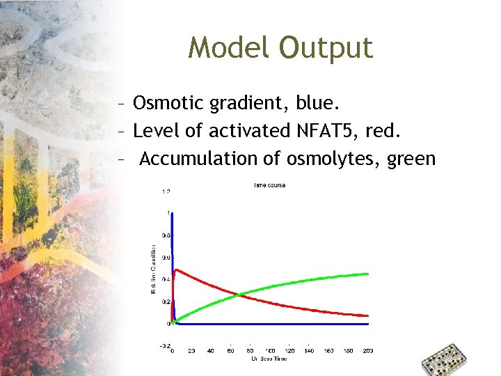 Model Output – Osmotic gradient, blue. – Level of activated NFAT 5, red. –