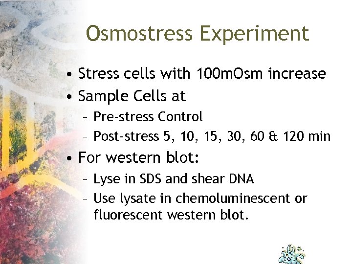 Osmostress Experiment • Stress cells with 100 m. Osm increase • Sample Cells at