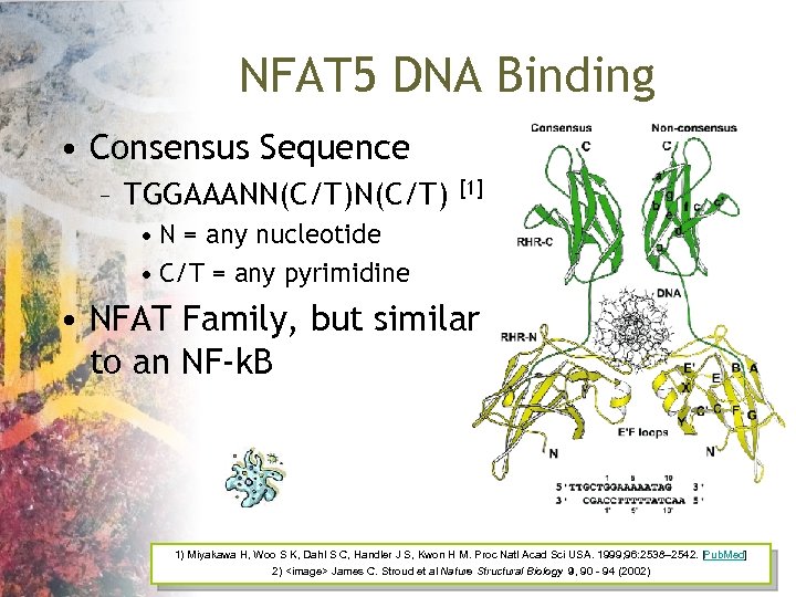 NFAT 5 DNA Binding • Consensus Sequence – TGGAAANN(C/T) [1] • N = any