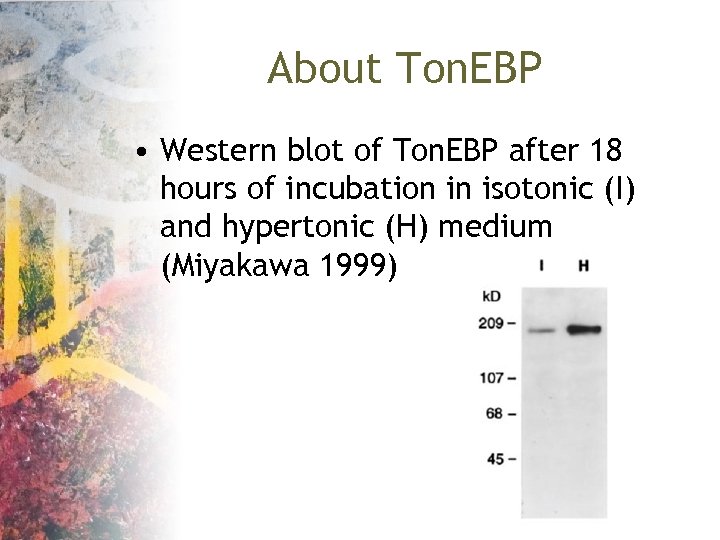 About Ton. EBP • Western blot of Ton. EBP after 18 hours of incubation