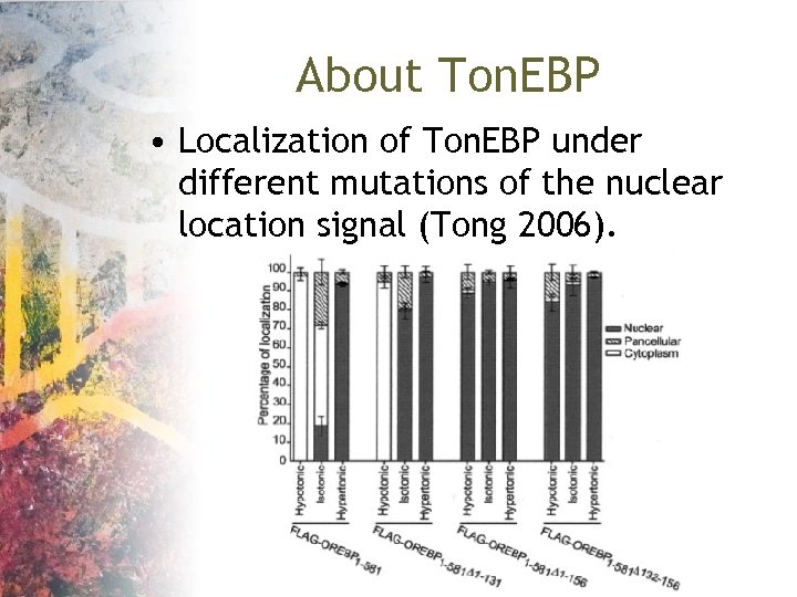 About Ton. EBP • Localization of Ton. EBP under different mutations of the nuclear