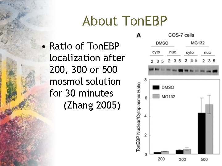 About Ton. EBP • Ratio of Ton. EBP localization after 200, 300 or 500