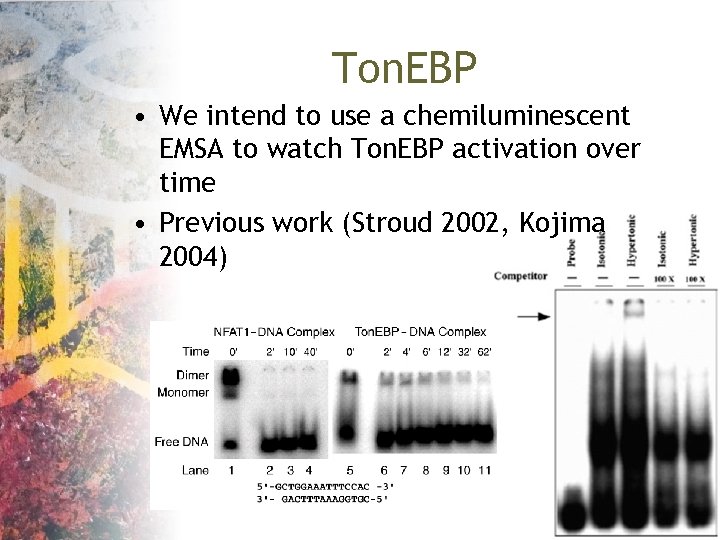 Ton. EBP • We intend to use a chemiluminescent EMSA to watch Ton. EBP