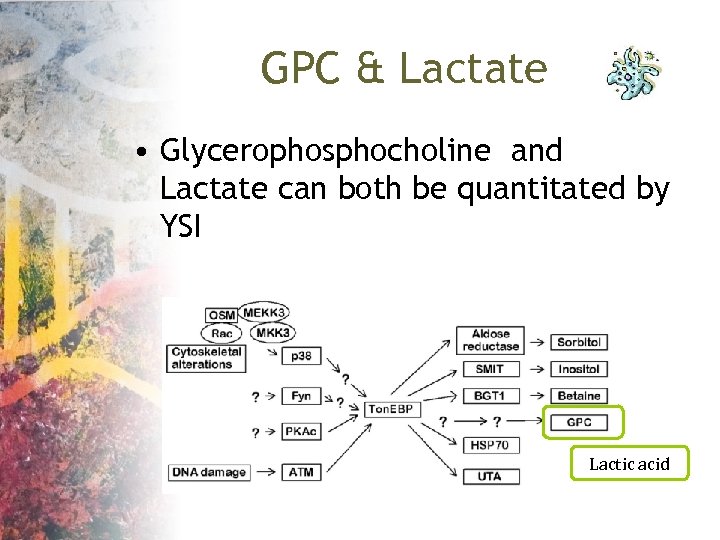 GPC & Lactate • Glycerophosphocholine and Lactate can both be quantitated by YSI Lactic