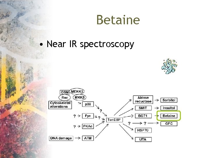 Betaine • Near IR spectroscopy 