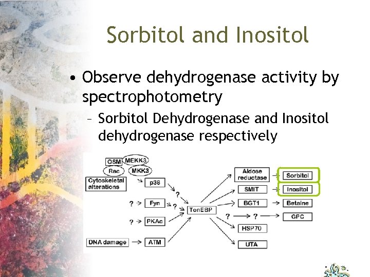 Sorbitol and Inositol • Observe dehydrogenase activity by spectrophotometry – Sorbitol Dehydrogenase and Inositol