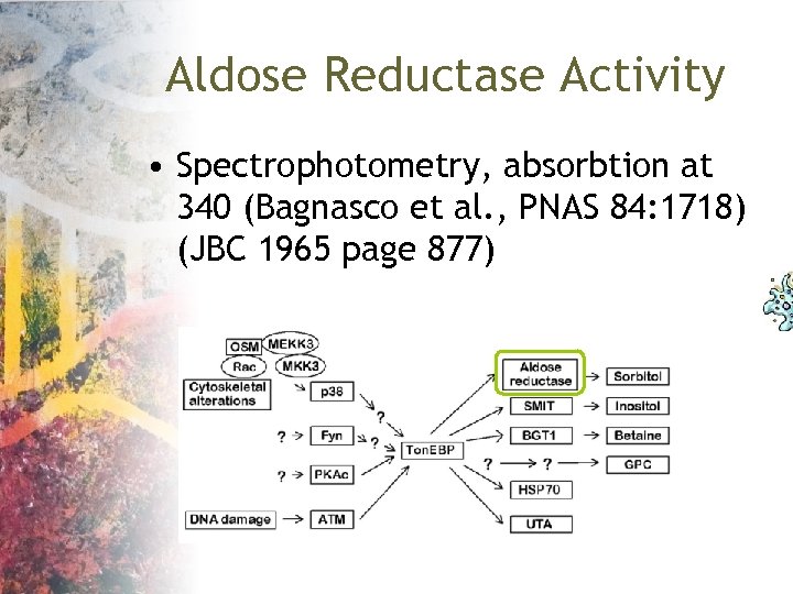 Aldose Reductase Activity • Spectrophotometry, absorbtion at 340 (Bagnasco et al. , PNAS 84: