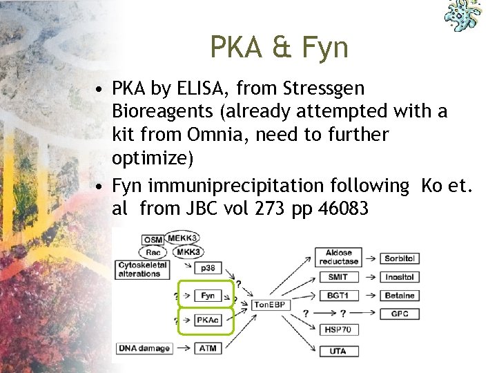 PKA & Fyn • PKA by ELISA, from Stressgen Bioreagents (already attempted with a