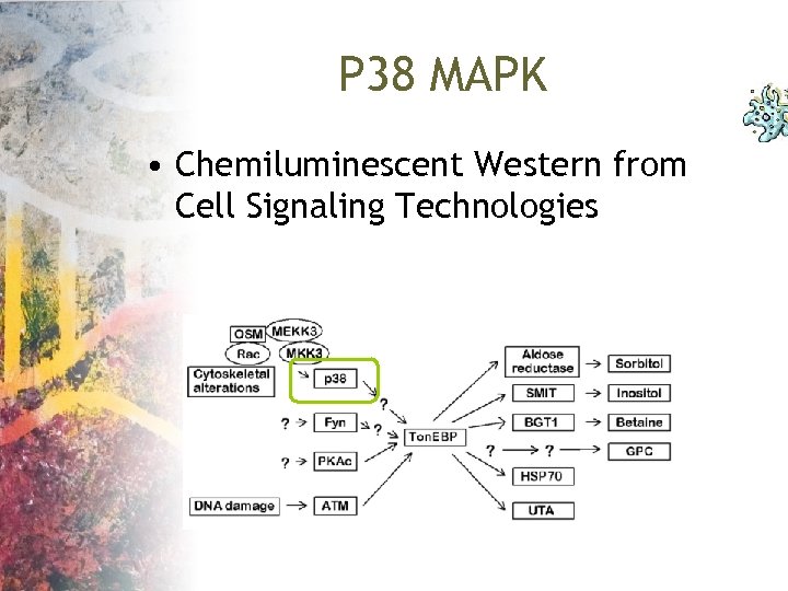 P 38 MAPK • Chemiluminescent Western from Cell Signaling Technologies 