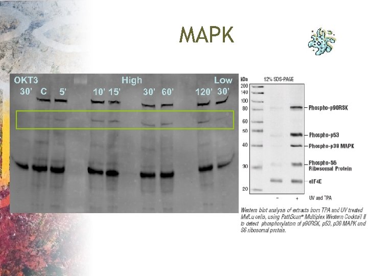 MAPK OKT 3 30’ C High 5’ 10’ 15’ 30’ 60’ Low 120’ 30’