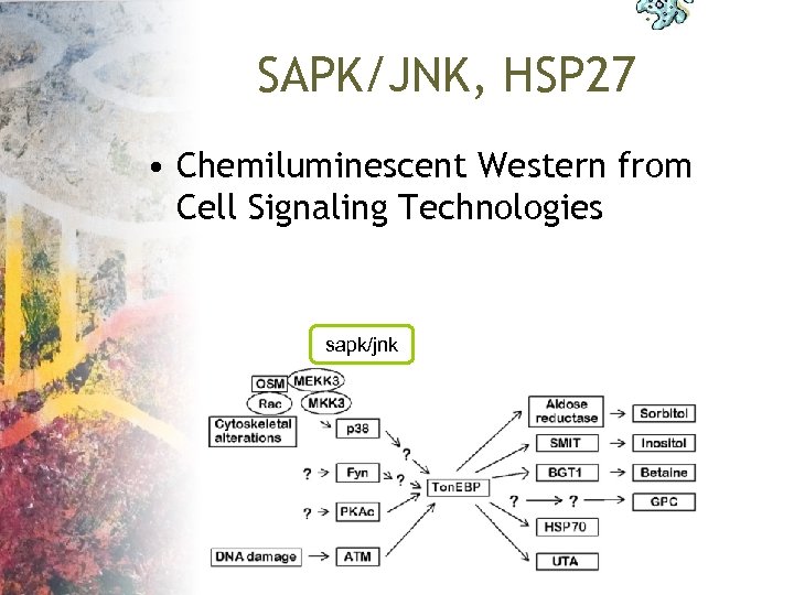 SAPK/JNK, HSP 27 • Chemiluminescent Western from Cell Signaling Technologies sapk/jnk 