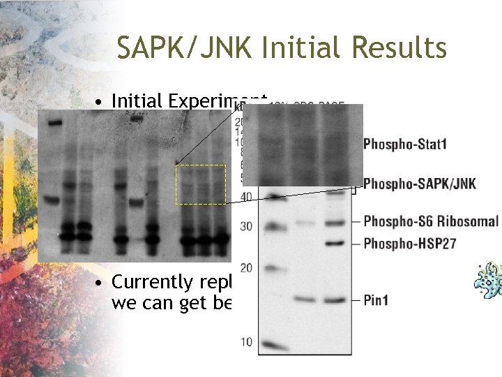 SAPK/JNK Initial Results • Initial Experiment • Currently replicating this work to see if