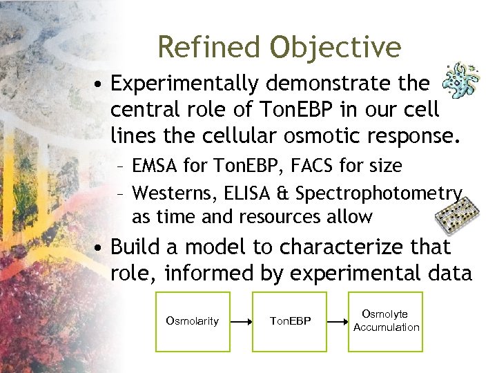 Refined Objective • Experimentally demonstrate the central role of Ton. EBP in our cell