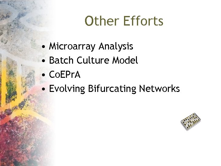 Other Efforts • • Microarray Analysis Batch Culture Model Co. EPr. A Evolving Bifurcating