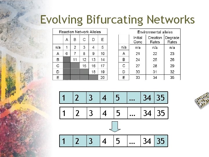 Evolving Bifurcating Networks 1 2 3 4 5 … 34 35 