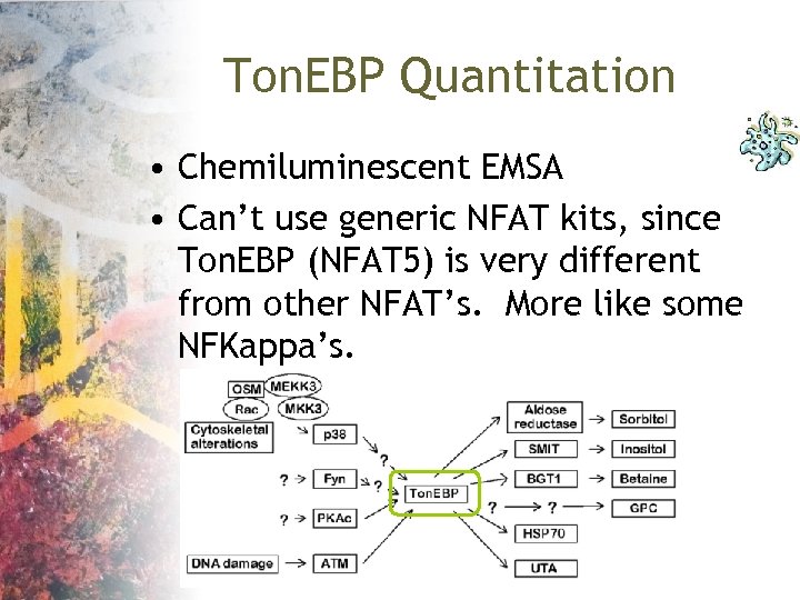 Ton. EBP Quantitation • Chemiluminescent EMSA • Can’t use generic NFAT kits, since Ton.