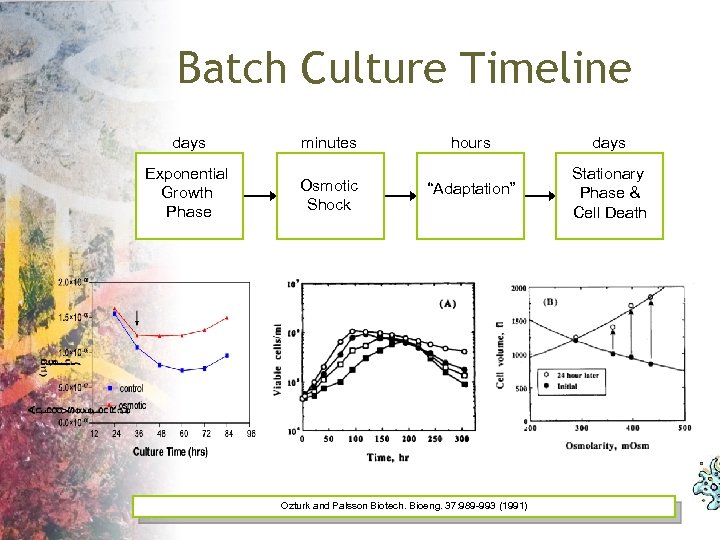 Batch Culture Timeline days minutes Exponential Growth Phase Osmotic Shock hours days “Adaptation” Stationary