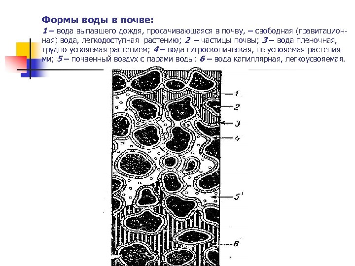Формы воды в почве: 1 – вода выпавшего дождя, просачивающаяся в почву, – свободная