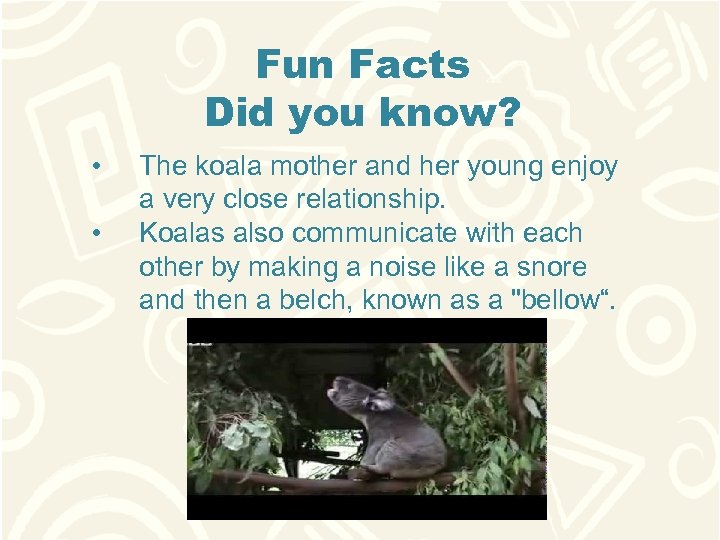 Fun Facts Did you know? • • The koala mother and her young enjoy