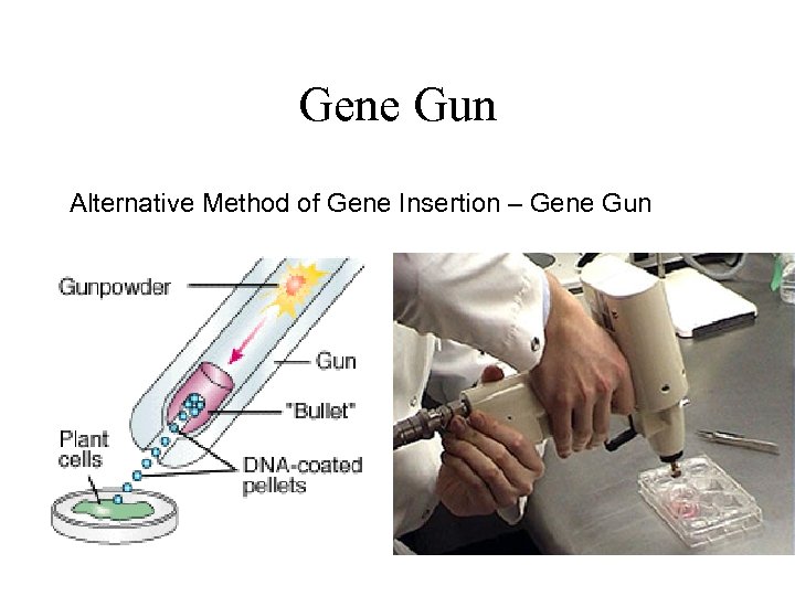 Gene Gun Alternative Method of Gene Insertion – Gene Gun 