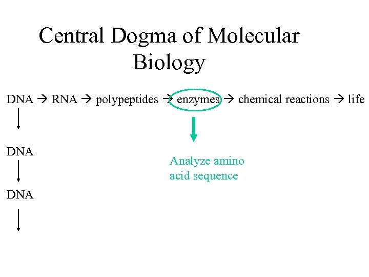 Central Dogma of Molecular Biology DNA RNA polypeptides enzymes chemical reactions life DNA Analyze