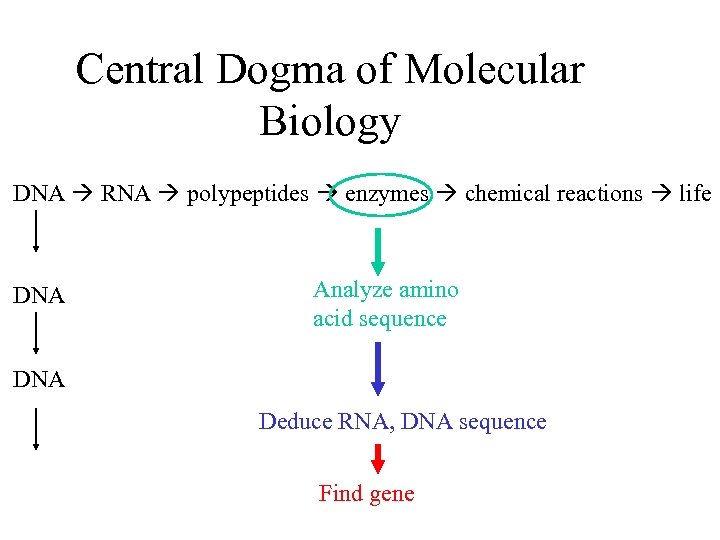 Central Dogma of Molecular Biology DNA RNA polypeptides enzymes chemical reactions life DNA Analyze