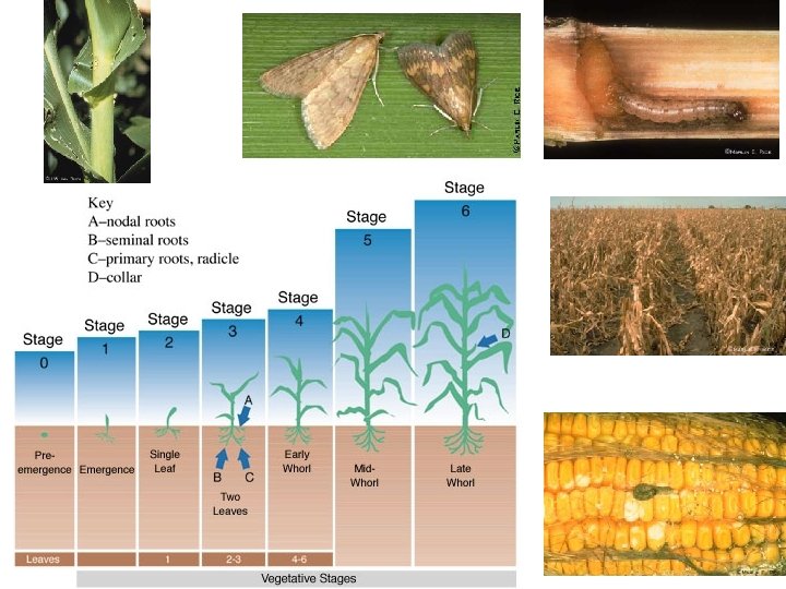 European Corn Borer 