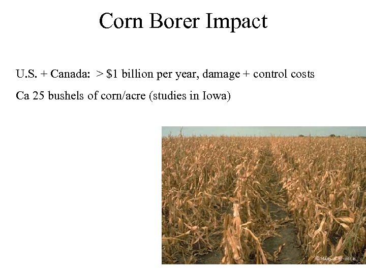 Corn Borer Impact U. S. + Canada: > $1 billion per year, damage +