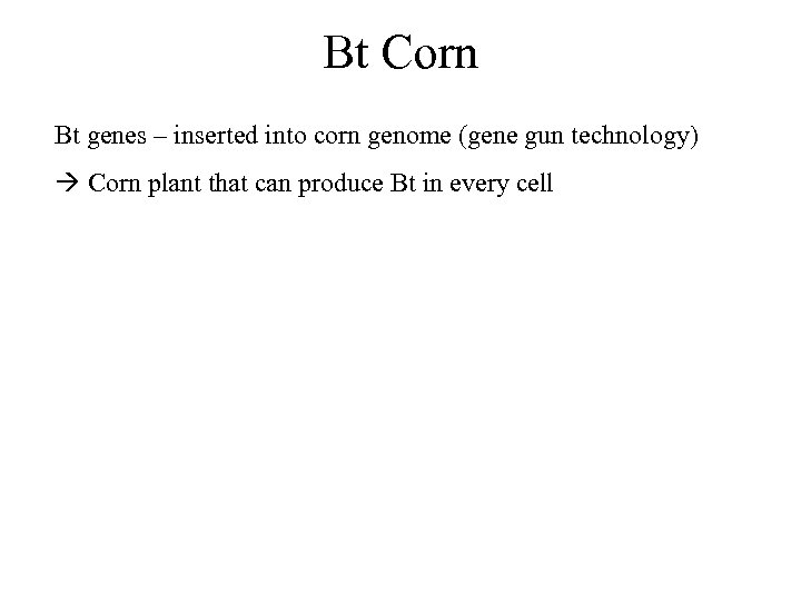 Bt Corn Bt genes – inserted into corn genome (gene gun technology) Corn plant