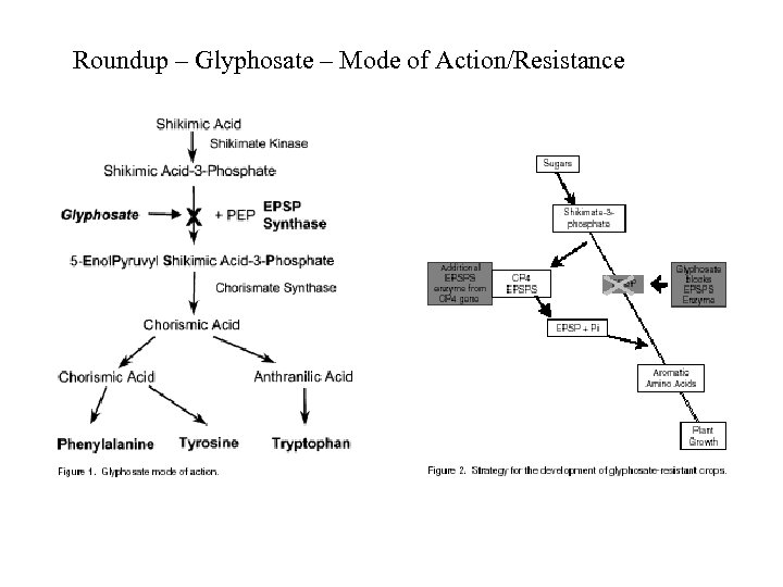 Roundup – Glyphosate – Mode of Action/Resistance 