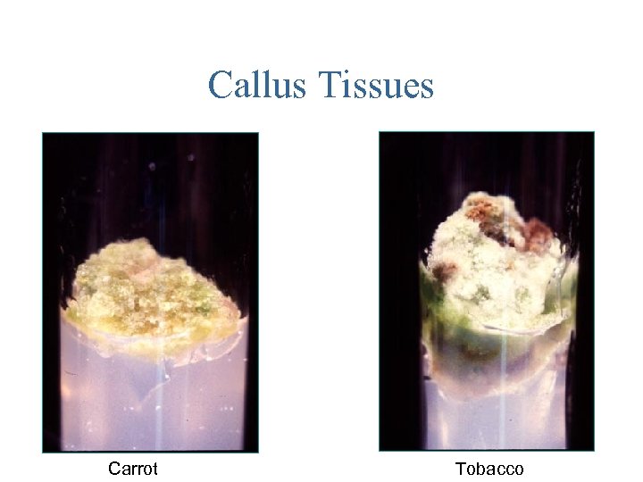 Callus Tissues Carrot Tobacco 