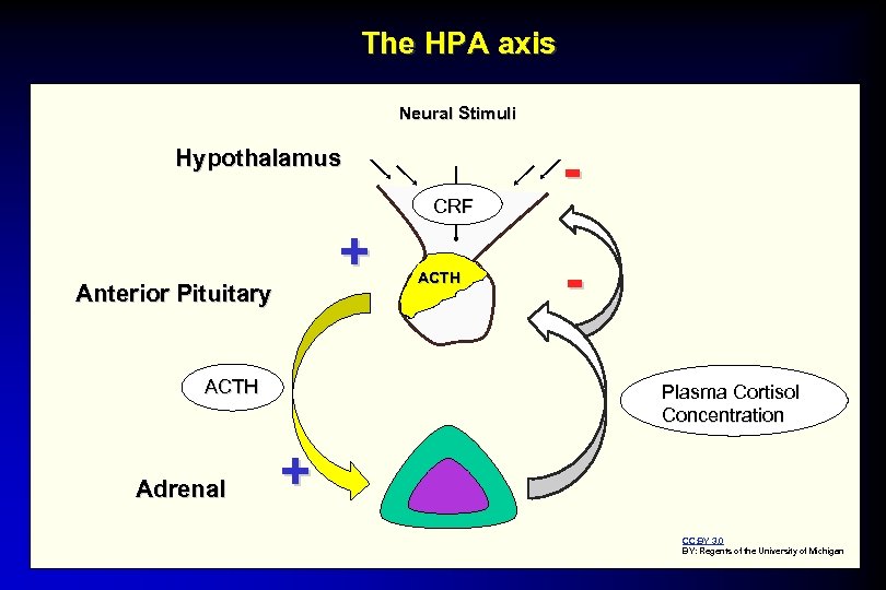 The HPA axis Neural Stimuli Hypothalamus CRF + Anterior Pituitary ACTH Adrenal ACTH Plasma