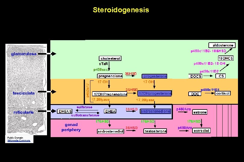 Steroidogenesis glomerulosa fasciculata reticularis gonad periphery Public Domain Wikimedia Commons 