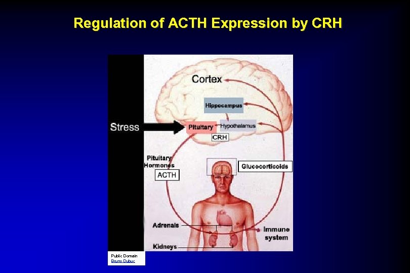 Regulation of ACTH Expression by CRH Public Domain Bruno Dubuc 