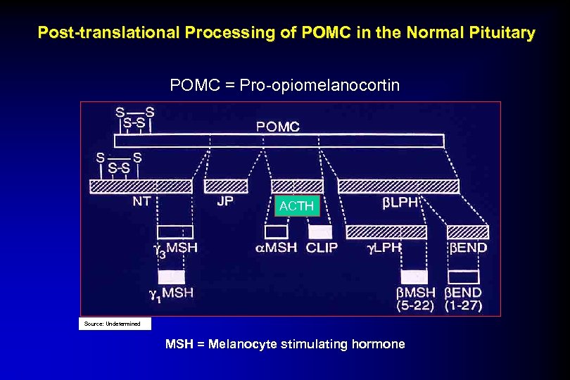 Post-translational Processing of POMC in the Normal Pituitary POMC = Pro-opiomelanocortin ACTH Source: Undetermined