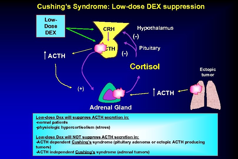Cushing’s Syndrome: Low-dose DEX suppression Low. Dose DEX Hypothalamus CRH (-) ACTH Pituitary (-)