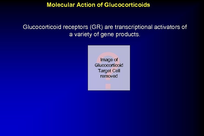 Molecular Action of Glucocorticoids Glucocorticoid receptors (GR) are transcriptional activators of a variety of