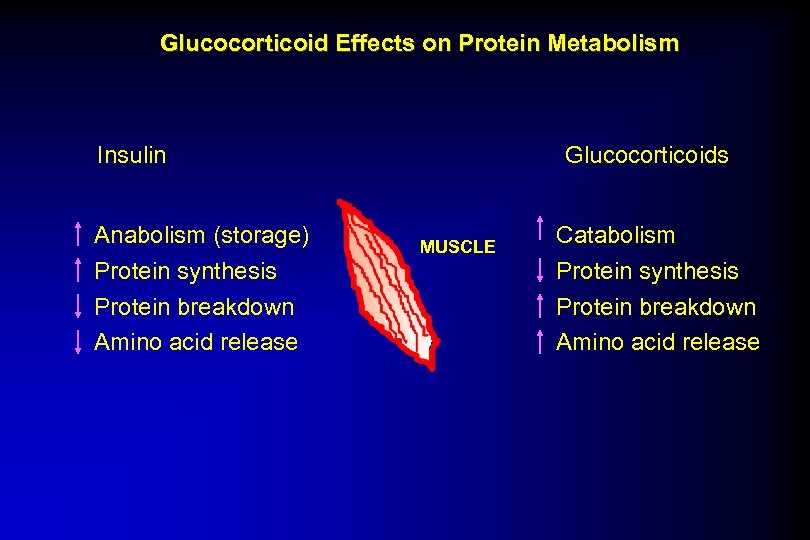 Glucocorticoid Effects on Protein Metabolism Insulin Anabolism (storage) Protein synthesis Protein breakdown Amino acid