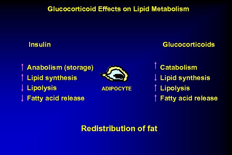 Glucocorticoid Effects on Lipid Metabolism Insulin Glucocorticoids Anabolism (storage) Lipid synthesis Lipolysis Fatty acid