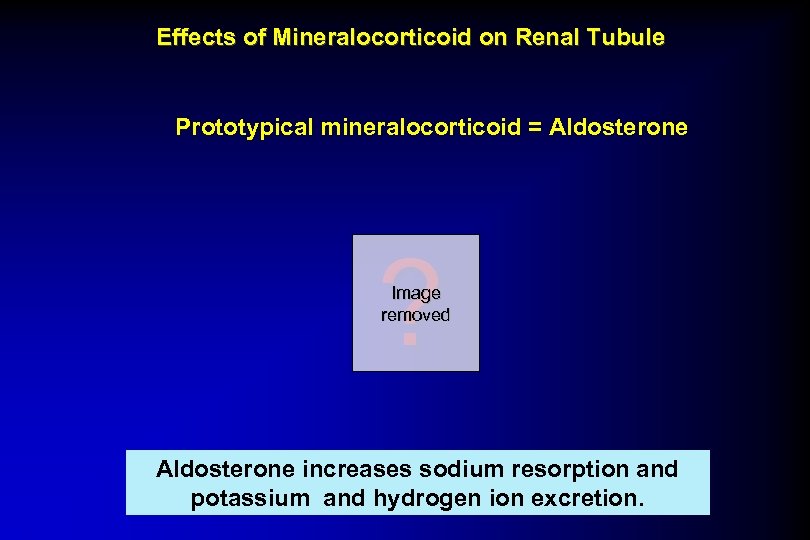 Effects of Mineralocorticoid on Renal Tubule Prototypical mineralocorticoid = Aldosterone ? Image removed Aldosterone