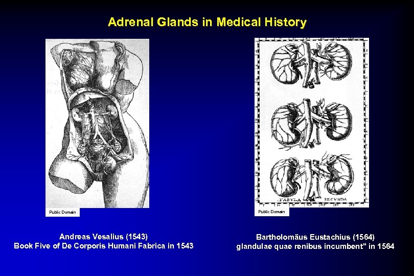 Adrenal Glands in Medical History Public Domain Andreas Vesalius (1543) Book Five of De