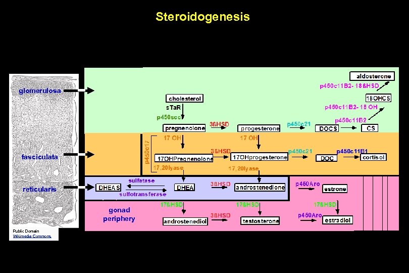 Steroidogenesis glomerulosa fasciculata reticularis gonad periphery Public Domain Wikimedia Commons 